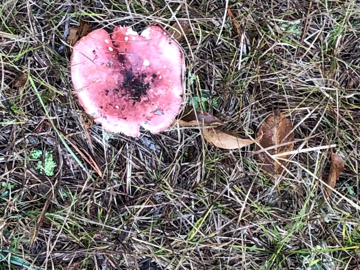 Hawk_Principal's tweet image. Beautiful Lexington... #grade4 #whipplehill #bigbackyard #lpsHAWKS @lexingtonsuper