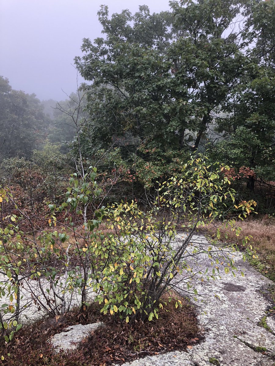 Hawk_Principal's tweet image. Beautiful Lexington... #grade4 #whipplehill #bigbackyard #lpsHAWKS @lexingtonsuper