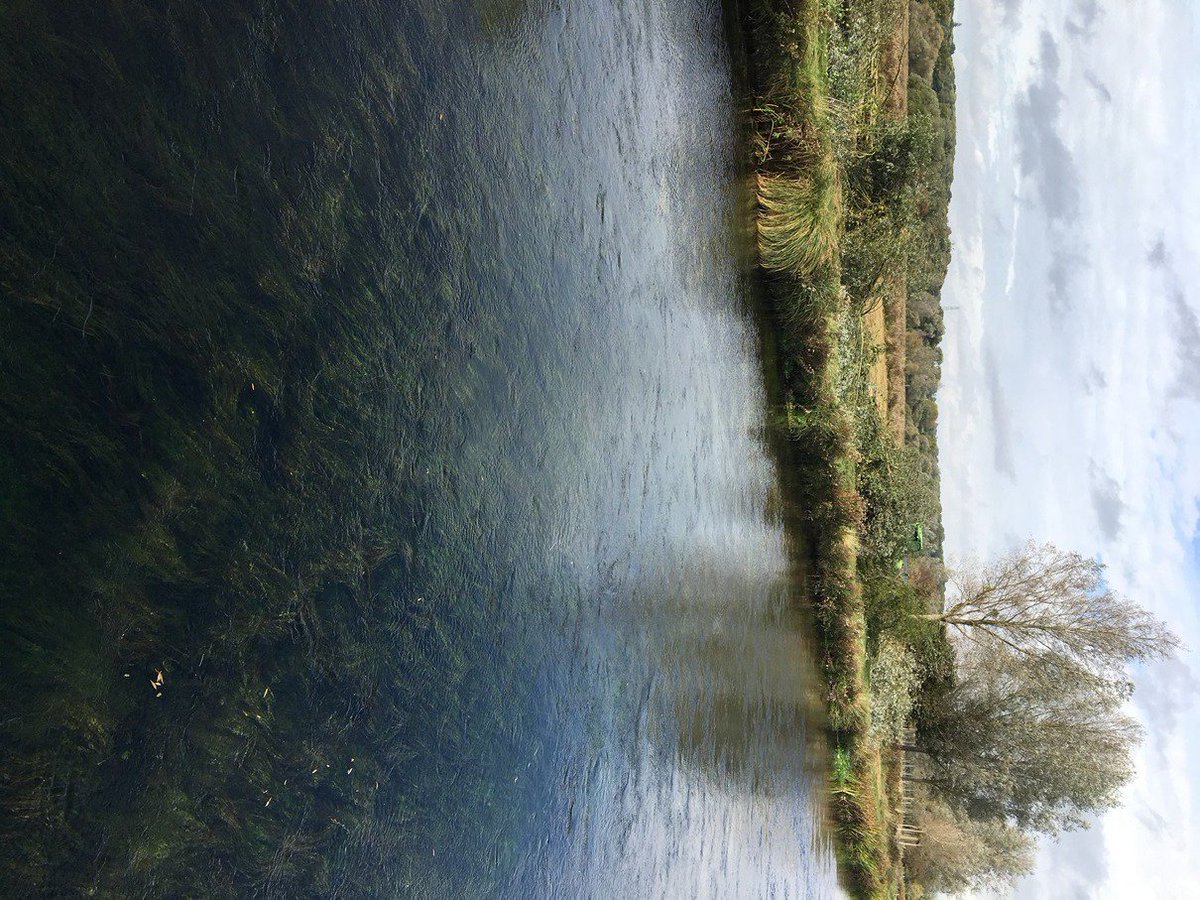 Fish_Ecology_SE's tweet photo. River Test @ Compton today
Preparations underway for installation of large woody debris to diversify flow & sediment dynamics #geomorphology to improve #chalkstream habitat & #biodiversity #riverrestoration #forfishsake
@EnvAgencySE #workinginpartnership with owners & anglers https://t.co/jOhDcJ62tC