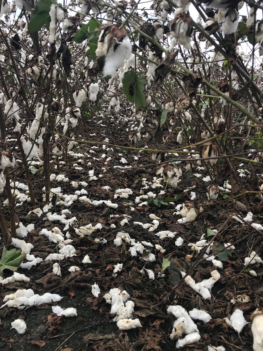 #Micheal #Coffee County GA