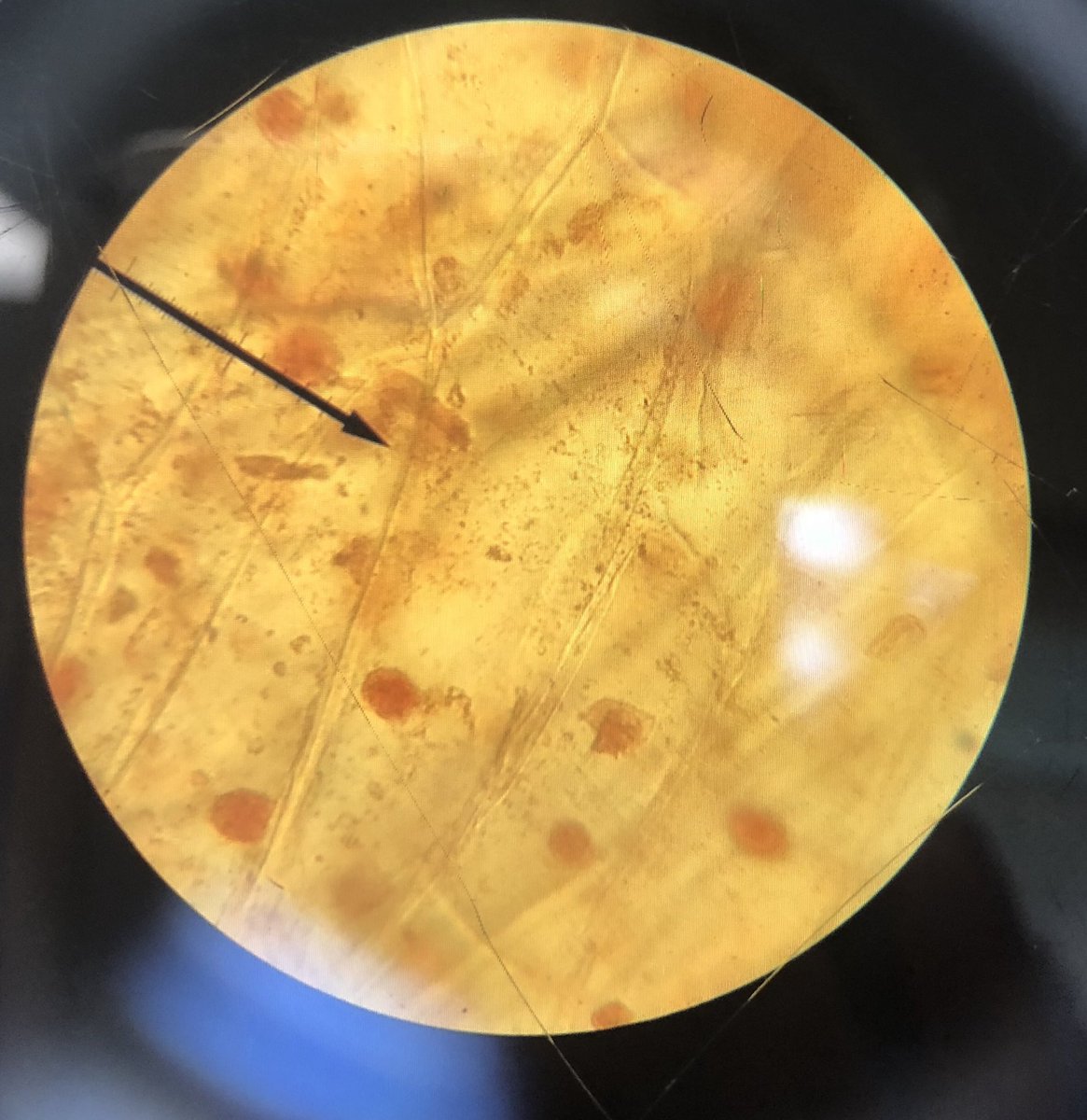 JohnsonScience's tweet photo. Ss preparing slides to view their cheek cells as well as onion and Elodea cells. Can you tell the difference between plant and animal cells?  Student captured microscope images! #gcisdsci #bioisfun https://t.co/MLiRZyxigA