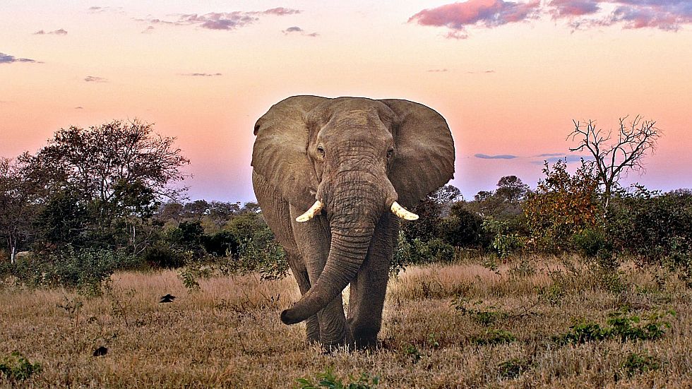 JulietMummy's tweet photo. #SightSeeSA
#ENG2604
#Kruger Park 

The Big Five at your Feet. 
Visit Kruger National Park https://t.co/RpNkD08vD6