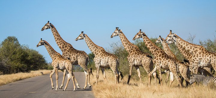 JulietMummy's tweet photo. #SightSeeSA
#ENG2604
#Kruger Park 

The Big Five at your Feet. 
Visit Kruger National Park https://t.co/RpNkD08vD6