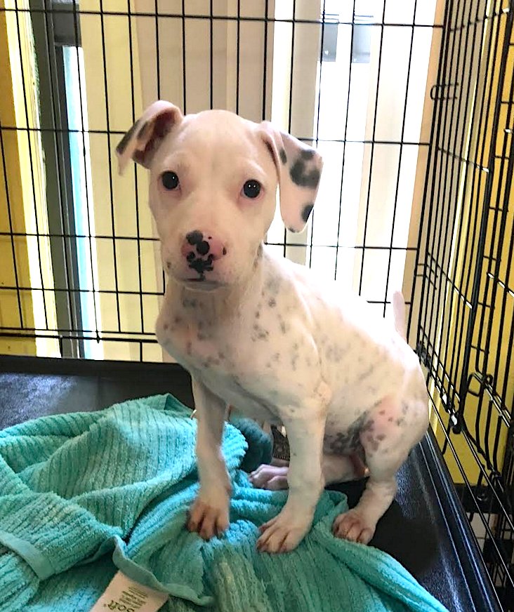 TriCounty Humane tweet media