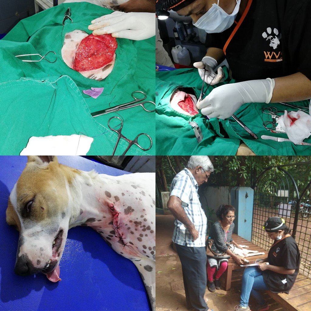 GoaWvs's tweet photo. Doggo hit by a motorbike, owners rush him to our clinic. An hour later after sugery he recovers just fine
CLICK ON THE LINK BELOW 👇 
https://t.co/o48E7imL6r

#wvscharity #AnimalWelfare #donate #treatanimalswithlove https://t.co/8BrsjSrIxl
