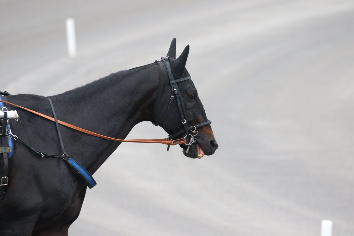 YonkersRaceway's tweet photo. UP AND QUICK from France started his Wednesday morning work on the grass then made it to the track - only 2 more days til the $1,000,000 Yonkers International Trot - Lizzi pics
#International18 https://t.co/sN4PLlCZi9