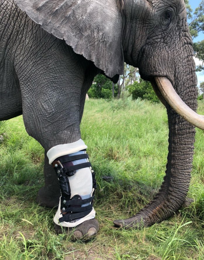 GlideWear's tweet photo. Orthotics strong enough for an elephant? They exist! https://t.co/XCeuVQtzwt https://t.co/yY0a5XEdJB