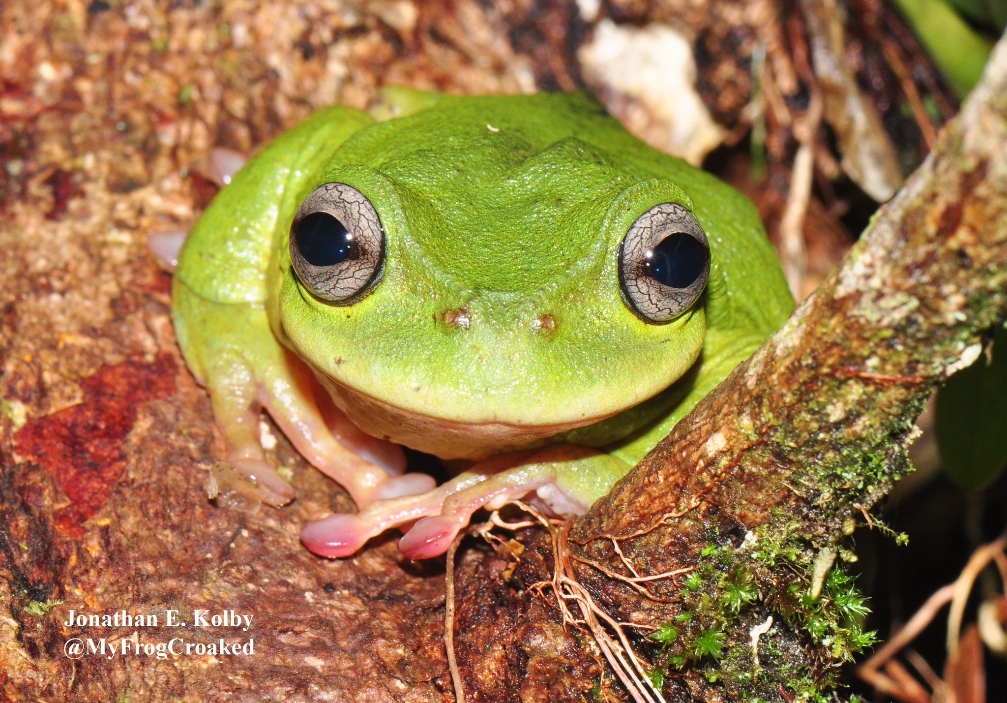Frog Rescue on Twitter: "We're so proud of this new video about a