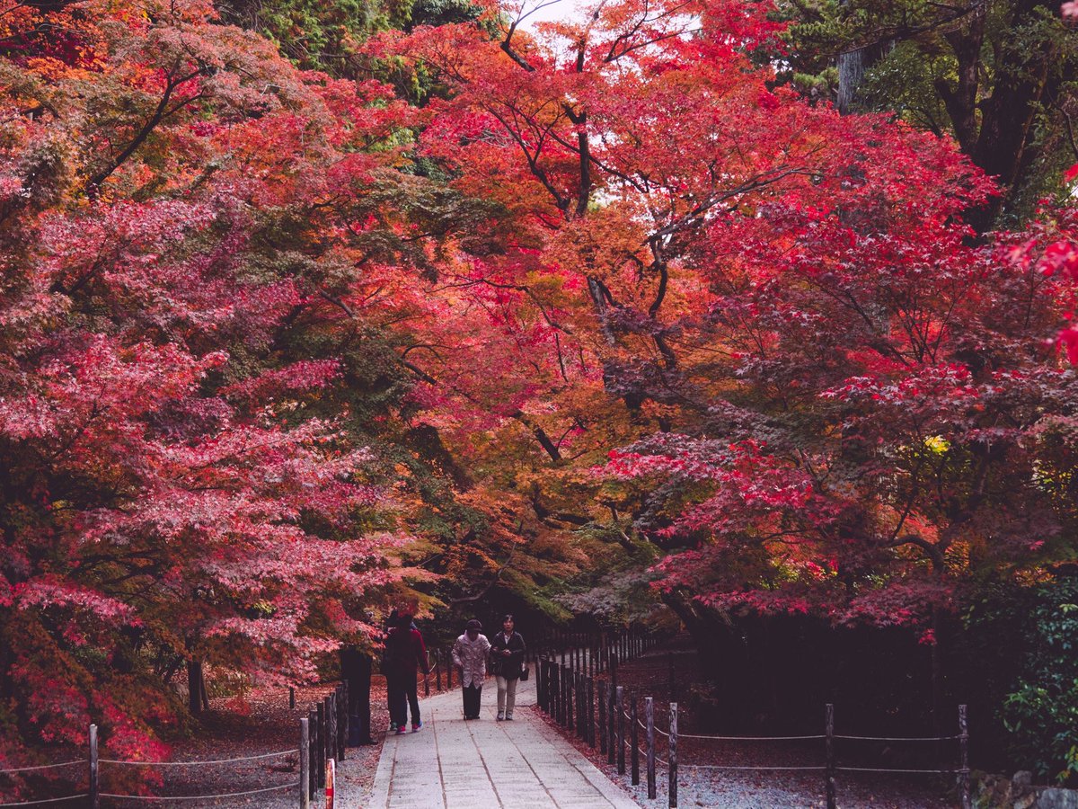 japaninpics's tweet photo. Fall in Japan 🍁 https://t.co/IqRyvcJCnb