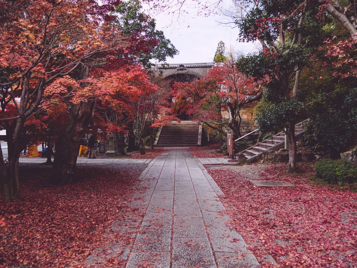 japaninpics's tweet photo. Fall in Japan 🍁 https://t.co/IqRyvcJCnb