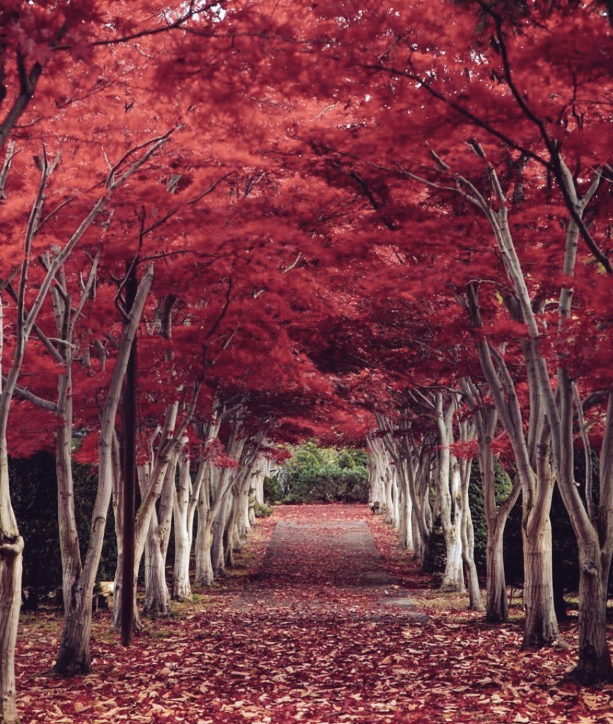 japaninpics's tweet photo. Fall in Japan 🍁 https://t.co/IqRyvcJCnb