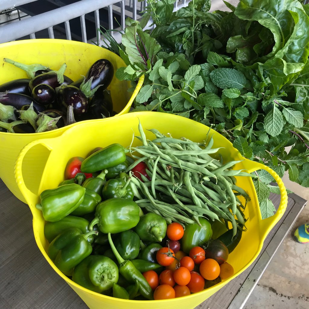 growpittsburgh's tweet photo. One last beautiful harvest for the season at the @Rivendale_Farms🌱 X @Pirates ⚾️patio garden! #farmtofield #letsgrowbucs https://t.co/SasoRW6Ui7