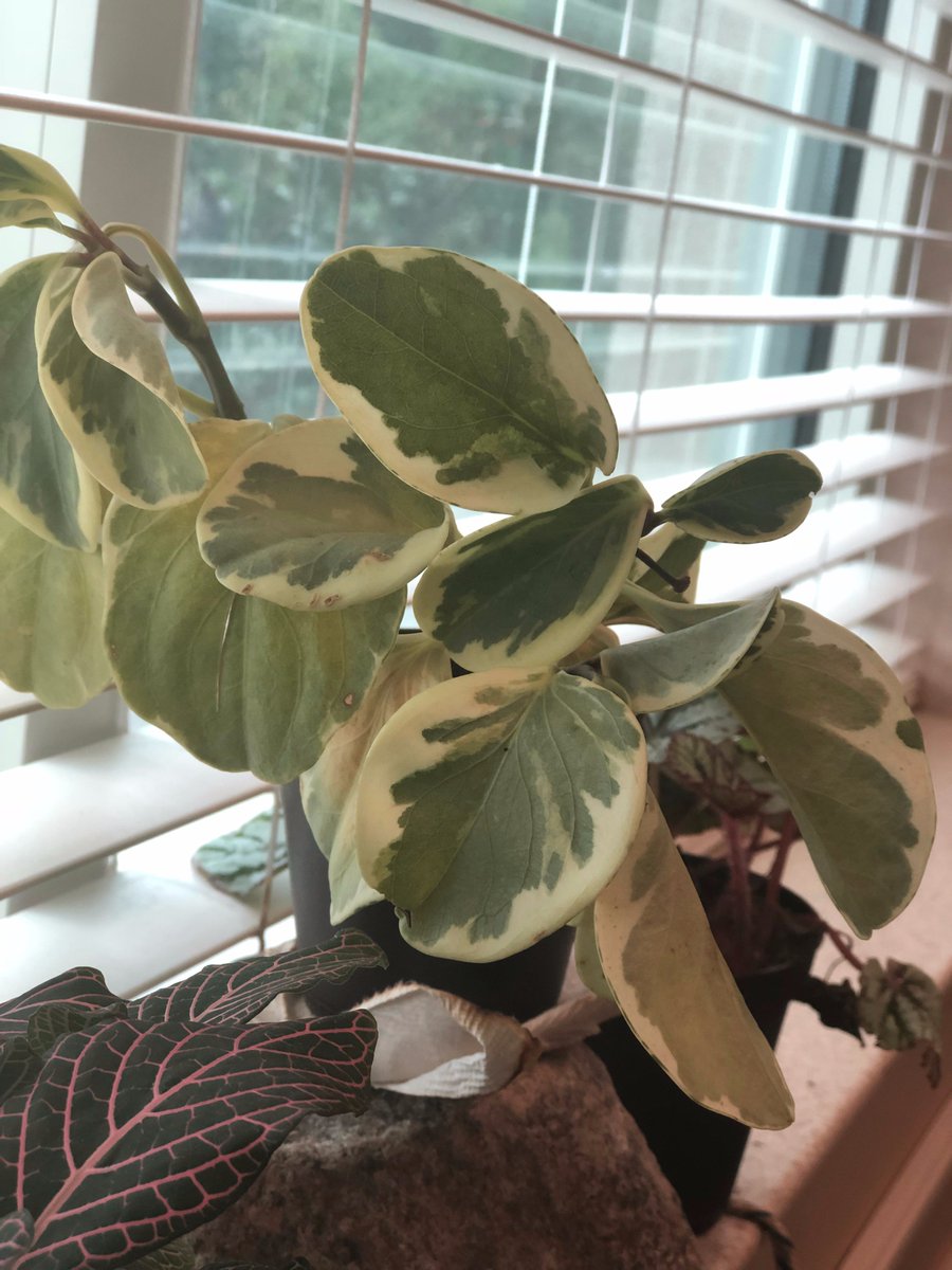 RowanScruggs's tweet photo. Day 5
Eustace has perked up, fueled by vengeful musings over #stuffsoniasays and hurricane weather in his window.
Soon.
#realplantsatspeedtree #willitlive #willitdie https://t.co/17c1krEM72