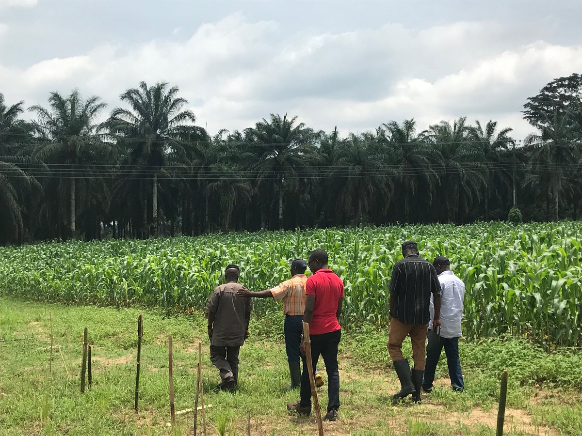 nirsalconnect's tweet photo. Our #FAMSMART Farm at the Obafemi Awolowo University, Ile-Ife, Osun State is one of the healthiest across the country. It is a 23-hectare maize farm planted in August with harvest expected in December.
#Osun #OAU #UniversityFarm https://t.co/MMEBnJcLz4