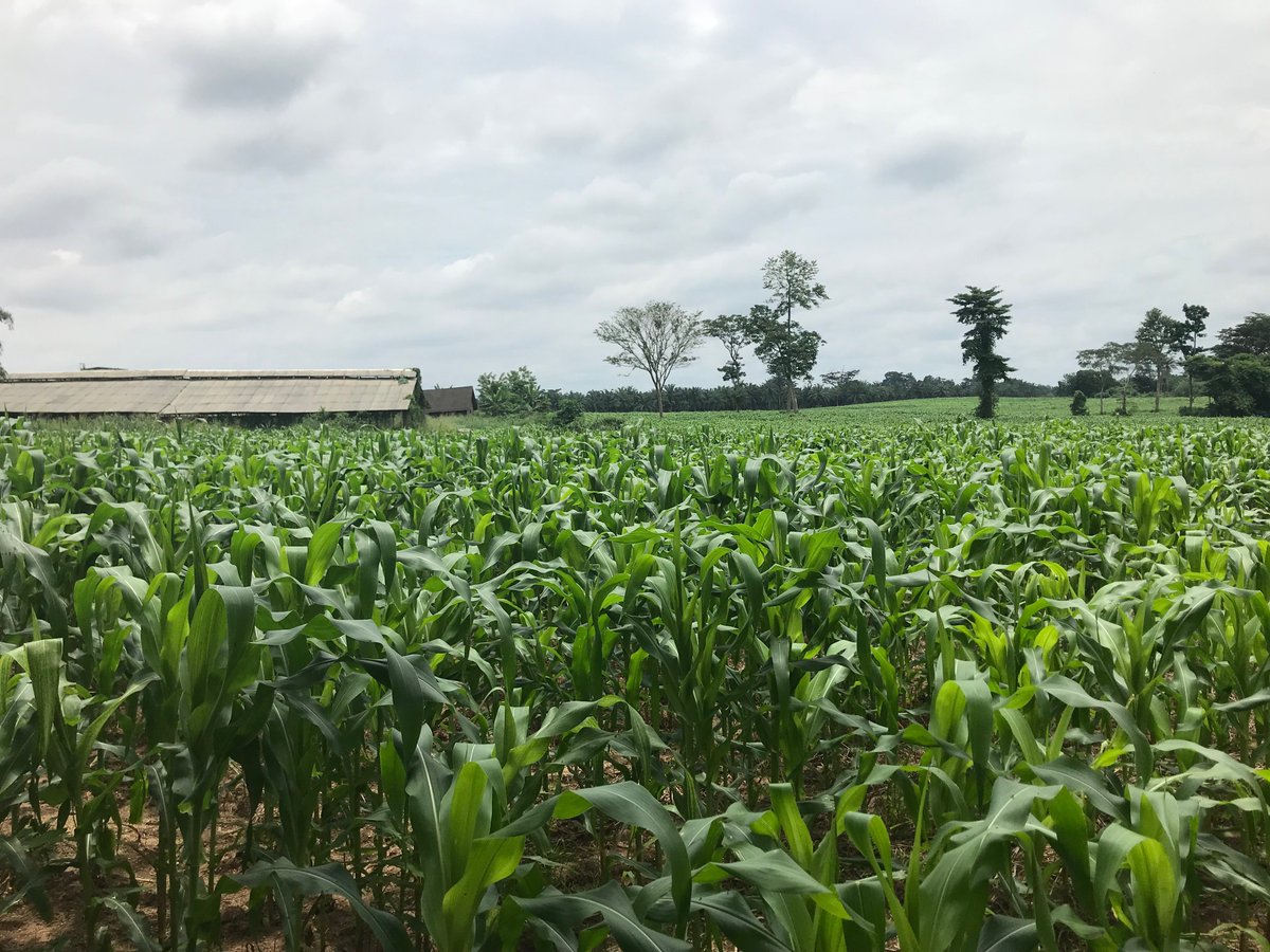 nirsalconnect's tweet photo. Our #FAMSMART Farm at the Obafemi Awolowo University, Ile-Ife, Osun State is one of the healthiest across the country. It is a 23-hectare maize farm planted in August with harvest expected in December.
#Osun #OAU #UniversityFarm https://t.co/MMEBnJcLz4