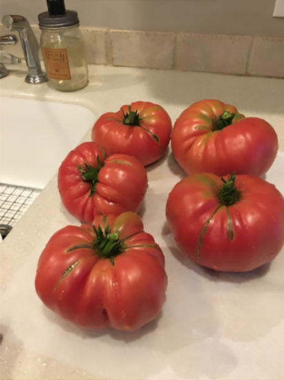 snsproducts's tweet photo. “A yeah... so your fertilizers are the shit. Allie’s head is for scale reference.” https://t.co/K7o92y2otz