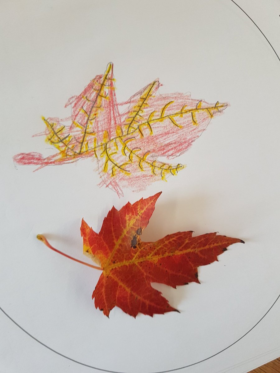 schickjennifer's tweet photo. Investigating leaves today and noticing all of their details. @HoughtonHornets https://t.co/AYR4Zsi6yB