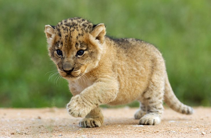 Lawrence35754's tweet photo. Cats lovers will definitely have the opportunity to communicate with the big cats at the Bagamoya Wildlife Estate. The benefit of visiting the estate is to bottle-feed lion and tiger cubs. 

#ExploreSouthAfricanBeauty 

#Bloemfontein

#ENG2604 

https://t.co/Yv63bi0j8l https://t.co/eXTlJeGNbP