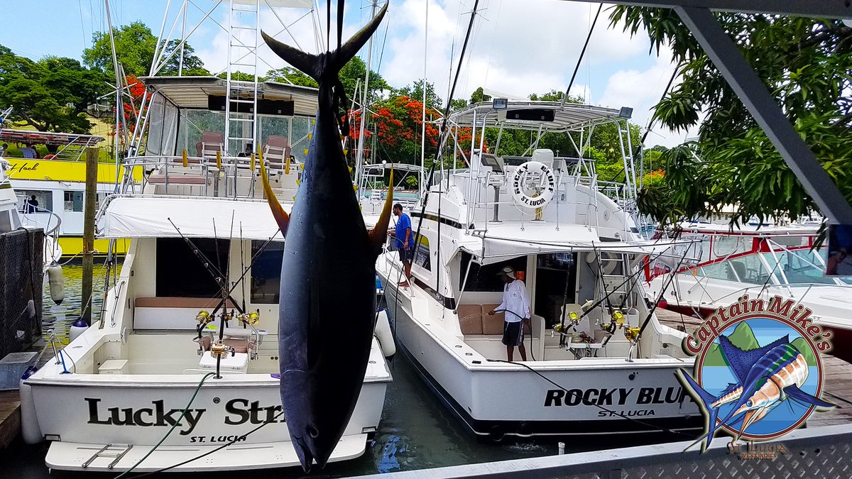 Getting ready to head out to sea. Are you coming for the adventure ? 
#CaptainMikes #Fishing #Fishinglife #Whalewatching #Dolphinwatching #AtSea #Happylife