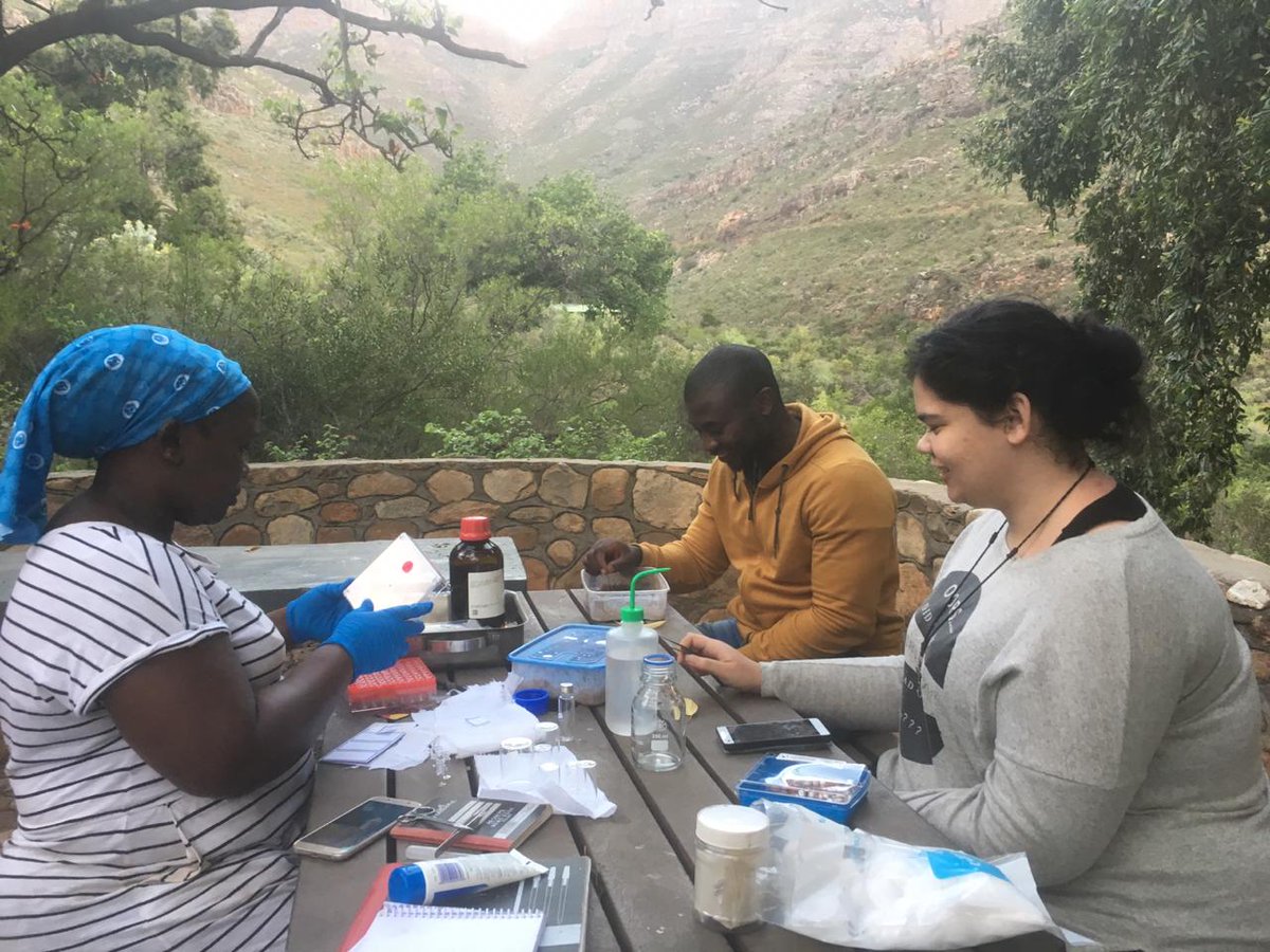 Dr_Flo_MB's tweet photo. Team iziENTO out in the Cedarberg enroute to the Northern Cape chasing ants and other flying goggas. Great experience for our @dstgovza interns being mentored in the field by @Iziko_Museums scientists Simon van Noort And Nokuthula Nhleko. #entomology https://t.co/zX30O3gn0p