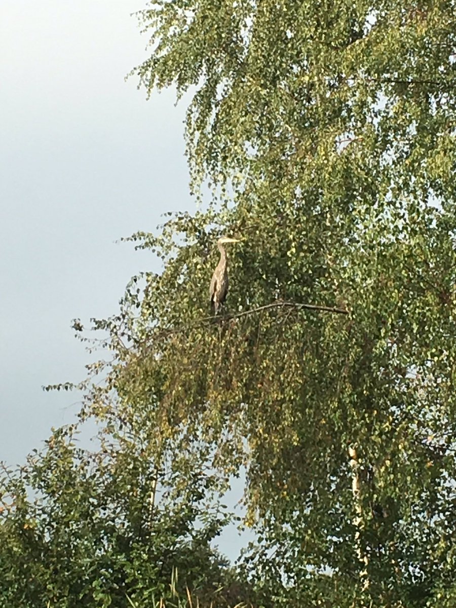 Learning how to #birdwatch. Teaching #selfregulation in the natural way! <a href="/geniedabeanie/">Eugene Harrison</a> <a href="/NERDBIRDca/">Andrea (She/Her)</a>