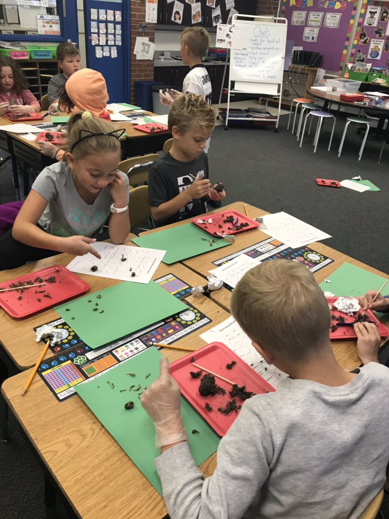 2nd grade scientists dissecting owl pellets