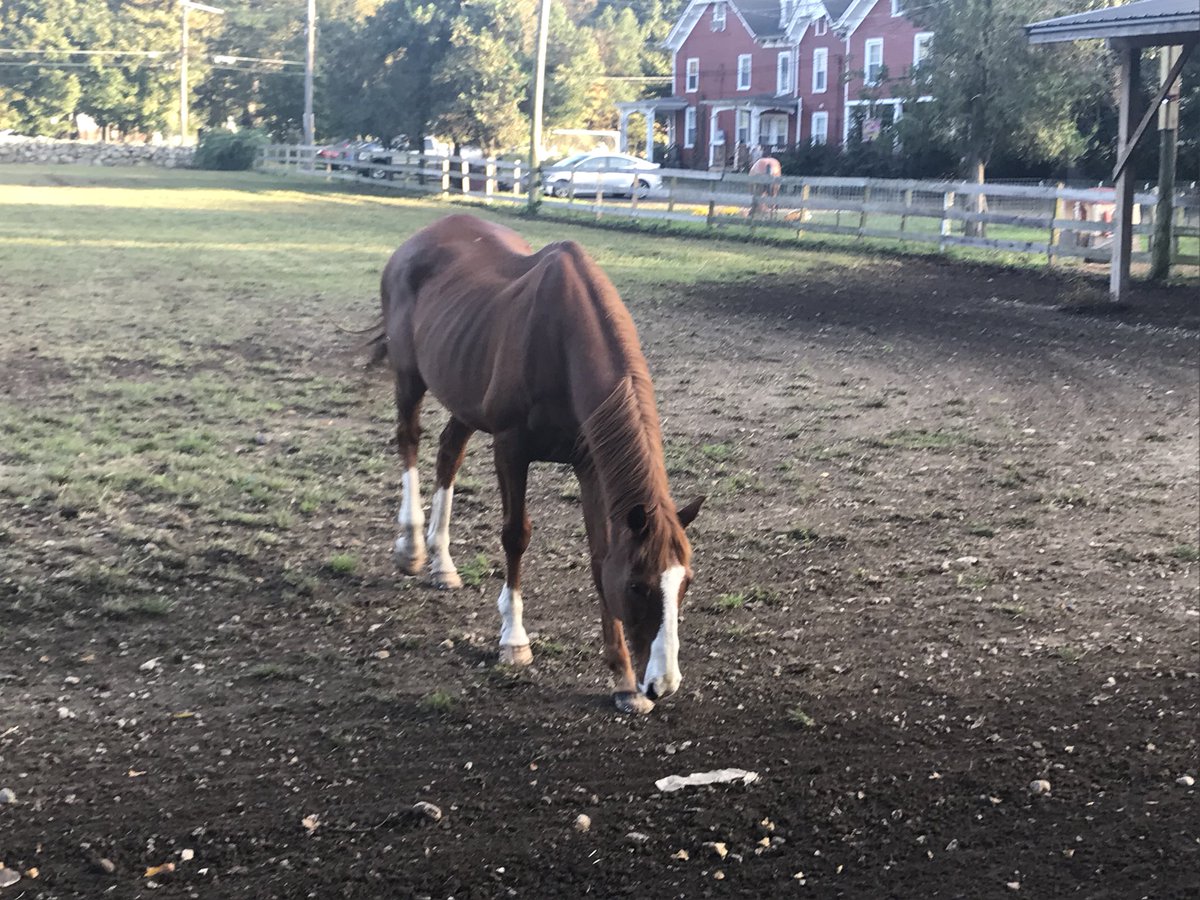 __vintagedreamz's tweet photo. Such an AHHHMAAZZZINNG day with these beautiful horses and people. Be sure to stop by and share your love and a helping hand @ the Bergen County Horse Rescue. #PR3480 @angiabar #mindbodysoul https://t.co/8dQqs0wcP0