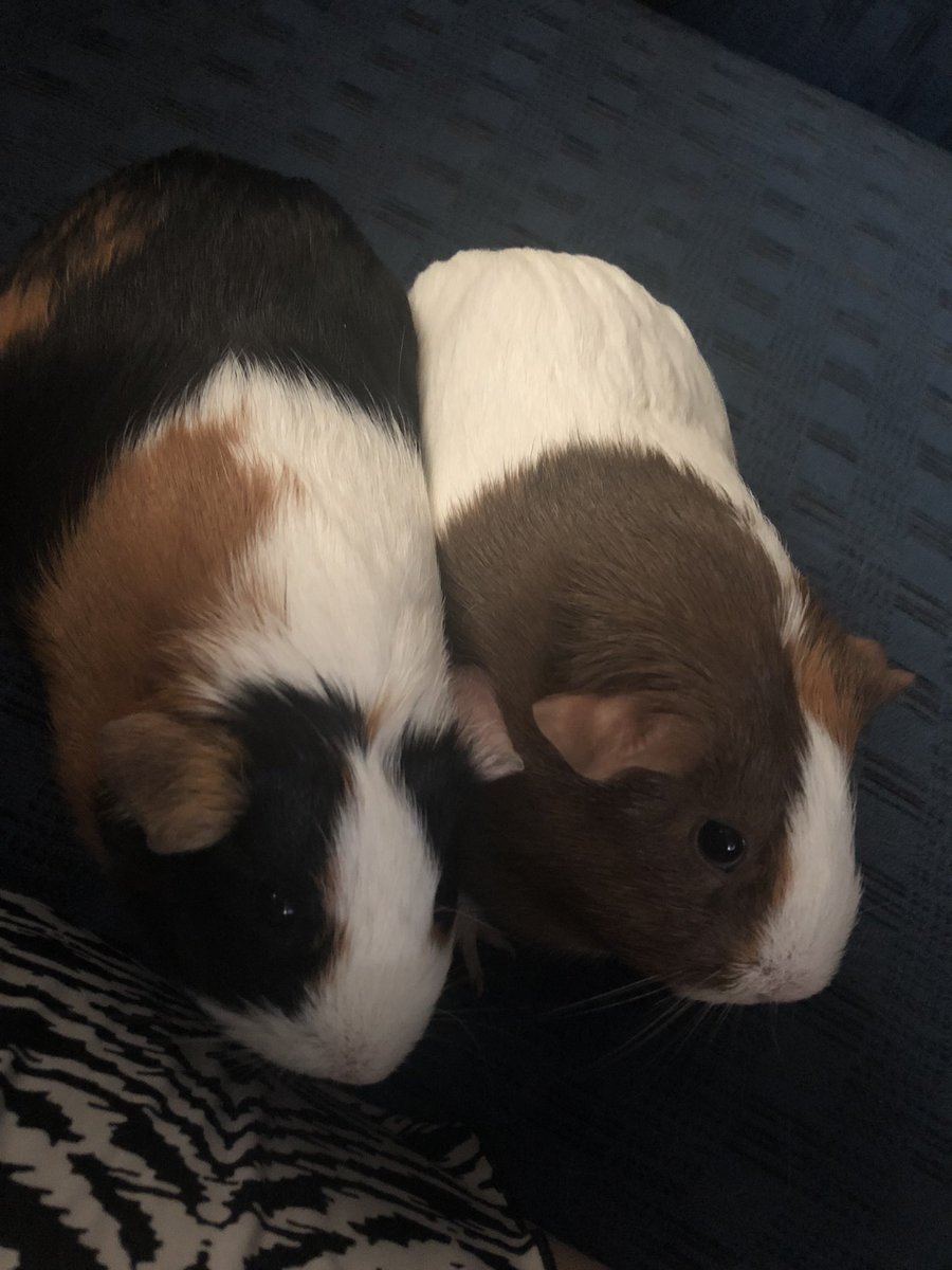 dragonflamers's tweet photo. Chanel and Blondie being cuddle bugs #guineapigs #sisters #cuddlebug #snuggles #furbabies https://t.co/xTfc8i3ipP