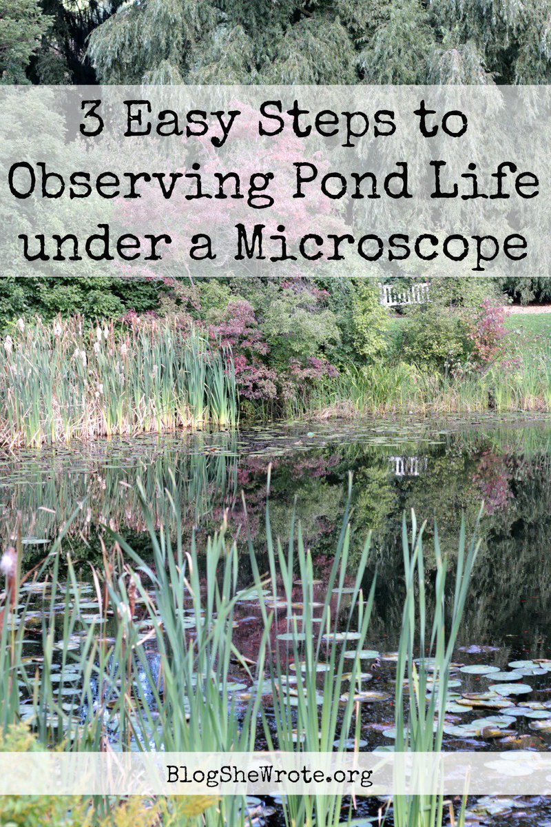 HeatherBSW's tweet photo. Ready to observe some microscopic life under the microscope? These 3 easy steps and a microscope and digi camera from @HSTools will make the task a party! https://t.co/nvtDRxNoxJ https://t.co/uCyI0XKBco