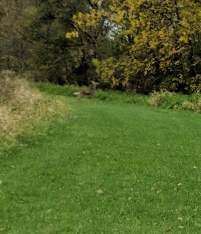 SEPolkRams's tweet photo. Look out for these guys out there today. They move pretty quick! #runlikeadeer https://t.co/FbuZ8vngzI