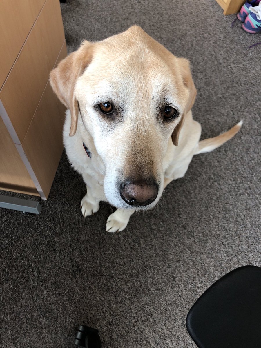 redoakfarm1's tweet photo. @SarahMarquis86 @NigelFreddies @JayneRose77 Good luck for the future Sarah from all at Red Oak Farm especially Peter the Puppy, Nigel and Freddie. Peter says you are alway welcome if you are passing, especially if you have a treat for him #greedylabrador https://t.co/IL8AA1EAFP