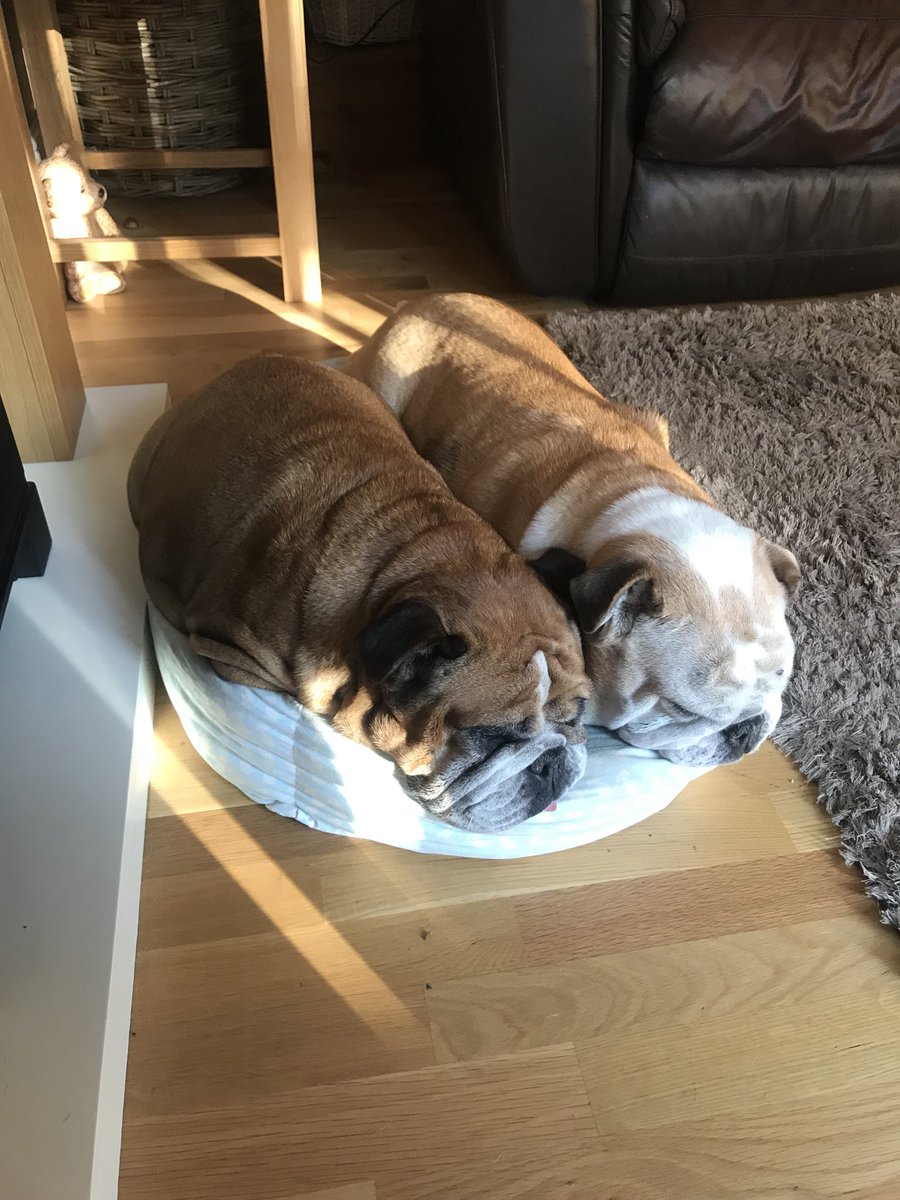 victoriagater's tweet photo. Yes you can fit 2 bulldogs in a bed fit for a chihuahua #bulldog #bulldogs #ethel #Mable #smallbed #squashed #sleepydogs #mummyanddaughter https://t.co/FRr8eCSsvb