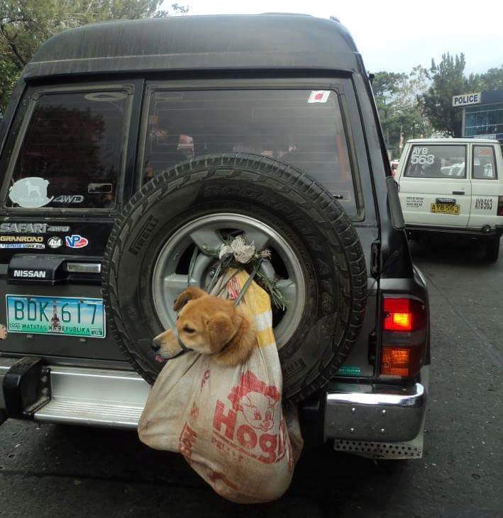 rivkalah's tweet photo. @Lanaroske1 @Starbucks Starbucks is huge in SKorea... did you know SKOREA has 17000 dog meat farms. They are boiled alive..they are born in cages staying in them till they are skinned alive are boiled. But I realize it's too late the green-eyed whores are enjoying their money https://t.co/XjN8bO72gr