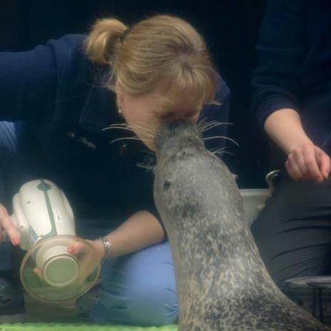 Dental_Vet's tweet photo. Throwback to Thursday to when Dr. Shope performed oral exams on the harbor seals at New England Aquarium. "Sealed" with a kiss. #tbt #harborseal #nosharkshere #vetdentist #toothdoc https://t.co/Na5MdrhX2P