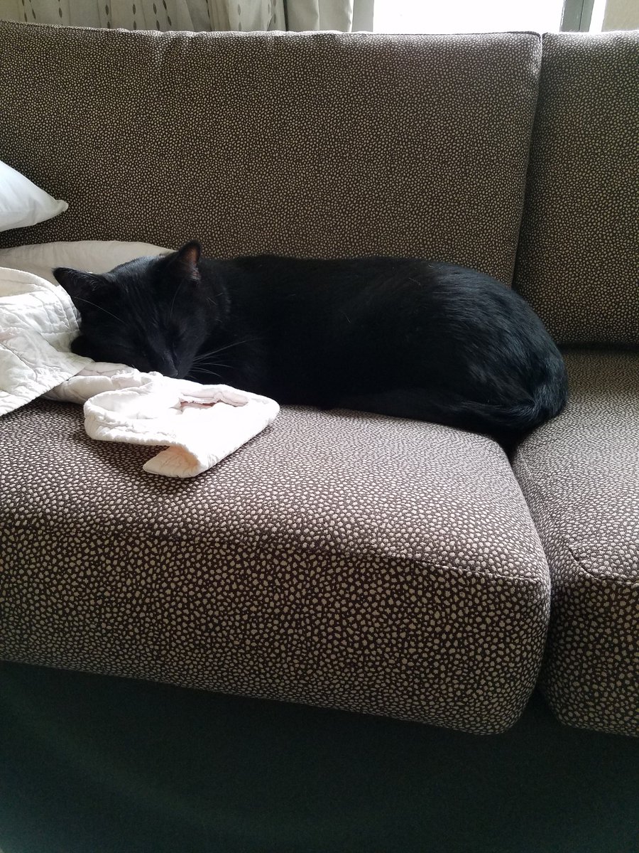 jackandmurphy's tweet photo. Thursday #Purrsday plans 
#purrfect #jackandmurphy #CatsOfTwitter #crazycatlady #catsofinstagram #panfursquad https://t.co/PiWte2NiWy