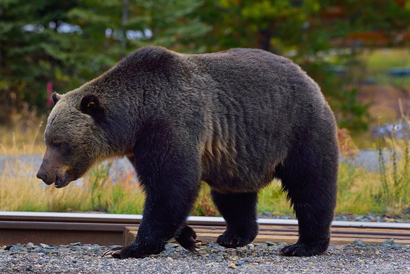 Grizzly No. 136, Split Lip, on train tracks
