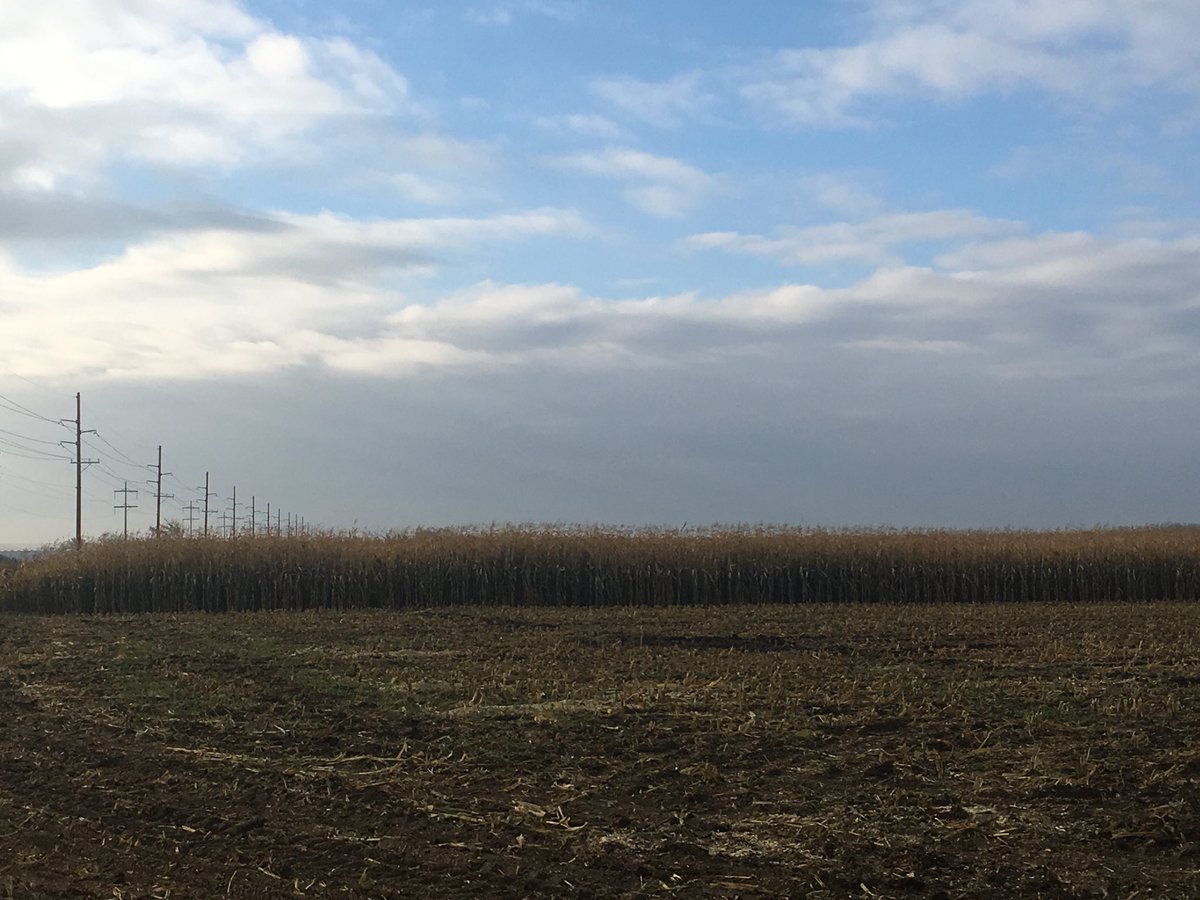 MegDesjardins's tweet photo. A beautiful early morning to take off a @DEKALB_Canada Corn Silage Plot near Medicine Hat! Stay tuned for local results including tonnage and feed analysis! #moochew #beefyield #morethantonnage #beefnutrition 🌽🐮 #westcdnag #silage18 #harvest18 https://t.co/KviHKCayn7