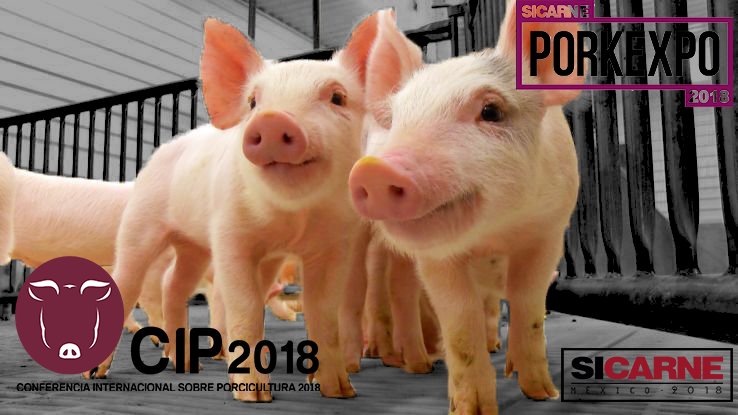 PORK_EXPO's tweet photo. Ya estamos a pocos días de PORKEXPO! aproveche las ultimas entradas que quedan! 
17-18-19 de octubre, Aguascalientes; Ags.
Asista a nuestro congreso sobre porcicultura "CIP 2018" 
Mayor información: 
Nancy Marin / nancy@pork-expo.org / +52 449 145 5262 https://t.co/5anw2tuQAW