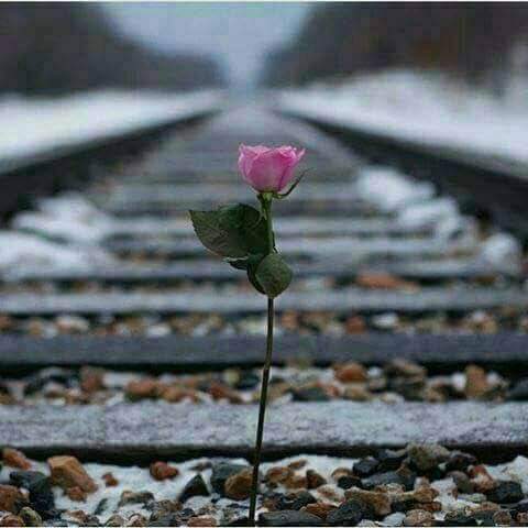 تعالي نهرب حيث البعيد
تعالي نختفي عن كل
العيون
ننسى الكون بلحظة حب
لا تدرين من انت و لا من
اكون
تعالي نسابق غيمات ايلول
نشرب الندى و نحضن
الياسمين
تعالي لي وحدك بلا انت
تعالي نعيش الحب بكل
جنون
ليس مثلك في الدنيا إثنتين
و لا  يجمعك بالنسوة حرف
النون