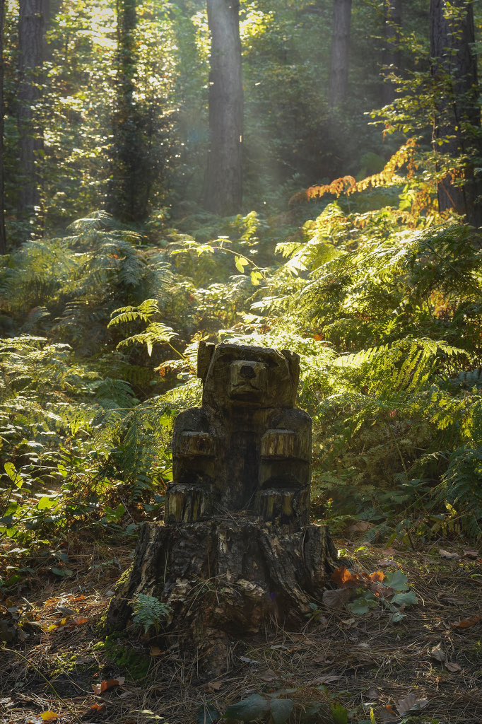 rus04ash's tweet photo. Not what I expected to find on a walk in the woods #Yorkshire #woodland https://t.co/JlAB7NedHo