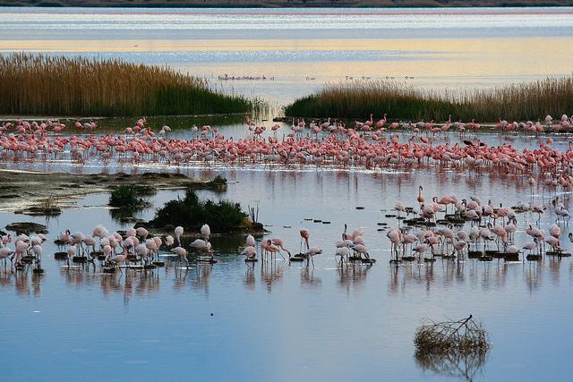 Lawrence35754's tweet photo. The Kamfers Dam is an exquisite attraction that is comprised with more than 2000 birds. The most important part of the dam is the flamboyant flamingos that will surely give you sensational thoughts. 

#ExploreSouthAfricanBeauty 

#Kimberly 

#ENG2604 

https://t.co/mYXb153LEl https://t.co/6uwVhxYVZX