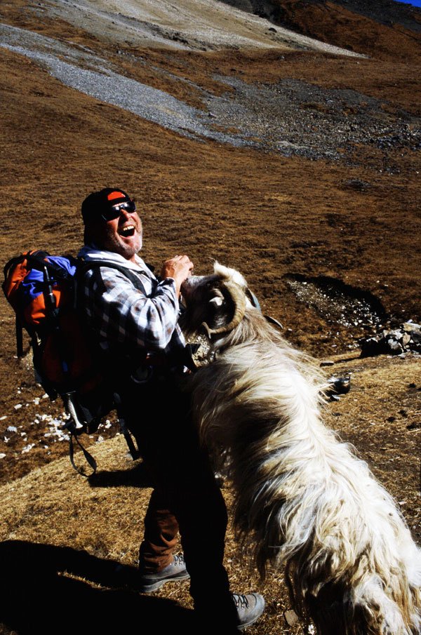 AlpineInterface's tweet image. ...and since we were talking about horns the other day, this one always makes us laugh. Hungry goat - with horns!  #trekkingnepal #annapurnacircuit