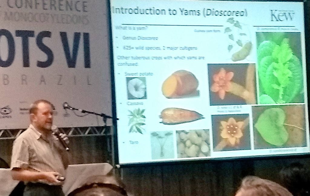 BotanyRNG's tweet photo. Paul Wilkin talks #yams and their phylogeny, Dioscoreales #MonocotsVI #Monocots6 https://t.co/qrOr3bHl8t