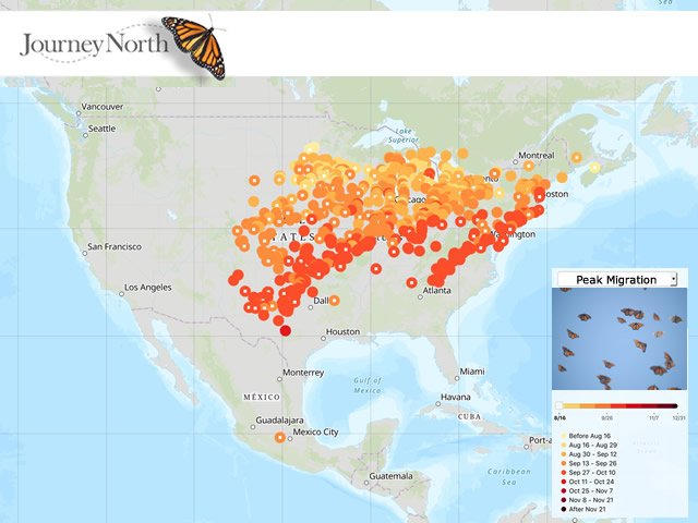 Journey North Monarch Map Journey North On Twitter: "Leading Edge #Monarch Butterfly Migration Now  850 Miles From Mexico. Report Your #Monarchbutterfly Sightings! #Citsci  #Steam #Phenology Https://T.co/Yridmbk35H Https://T.co/V6Ixabu4Gm" / Twitter
