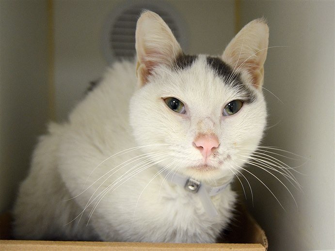 NYC's DEATH ROW CATS on Twitter "URGENT!! SPOTTY'S PLACEMENT FELL