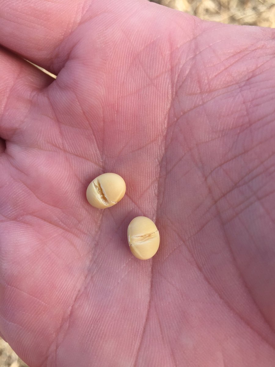 Chris1Renwick's tweet photo. Was trying to be optimistic about harvesting today but when you can do this with your thumbnail at 2:00 not sure it's going to happen #ontag #notdrying https://t.co/ma301WeE1R