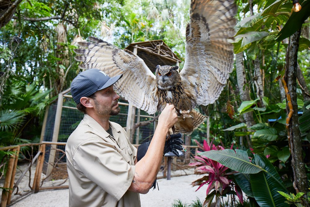 JungleQueenFL's tweet photo. There are Owls and there are Eurasian Owls… Ft. Lauderdale's coolest Owls…  Only at Jungle Queen!#JungleQueenRiverboats #ThingsToDoInFtLauderdale #CoolAnimals #GotFun #AllYouCanEat #DiscoveryThursday https://t.co/Dkte7Sjigq https://t.co/1QMCrdHZYB