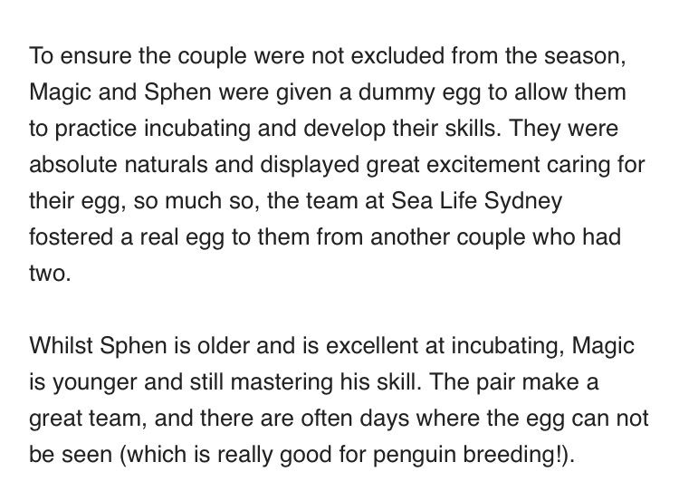 JoshButler's tweet image. Sydney's Sea Life aquarium says it is a gay penguin couple, Sphen and Magic, and they are hatching an egg together 

"The pair make a great team"