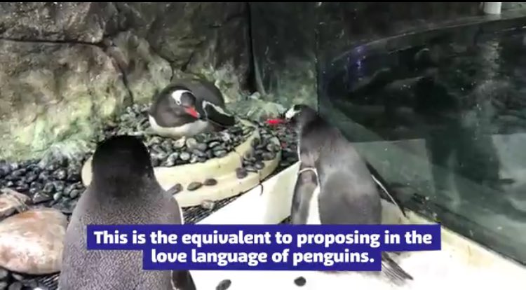 JoshButler's tweet image. Sydney's Sea Life aquarium says it is a gay penguin couple, Sphen and Magic, and they are hatching an egg together 

"The pair make a great team"