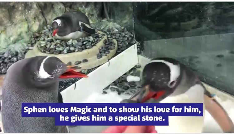 JoshButler's tweet image. Sydney's Sea Life aquarium says it is a gay penguin couple, Sphen and Magic, and they are hatching an egg together 

"The pair make a great team"
